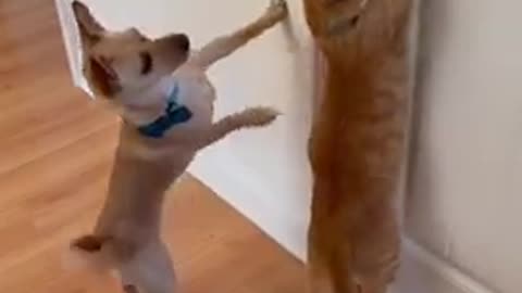 Funny cat and dog video