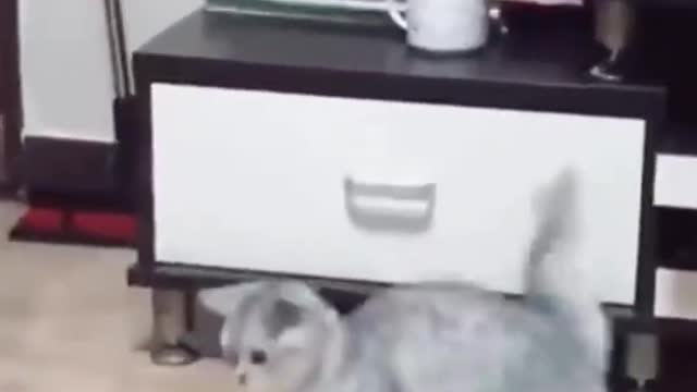 Funny cat - 75 - Cute cats compilation