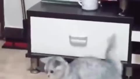 Funny cat - 75 - Cute cats compilation