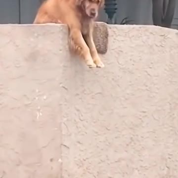 He hangs over the wall drops his toy so the nearest passerby is forced to play.🤣