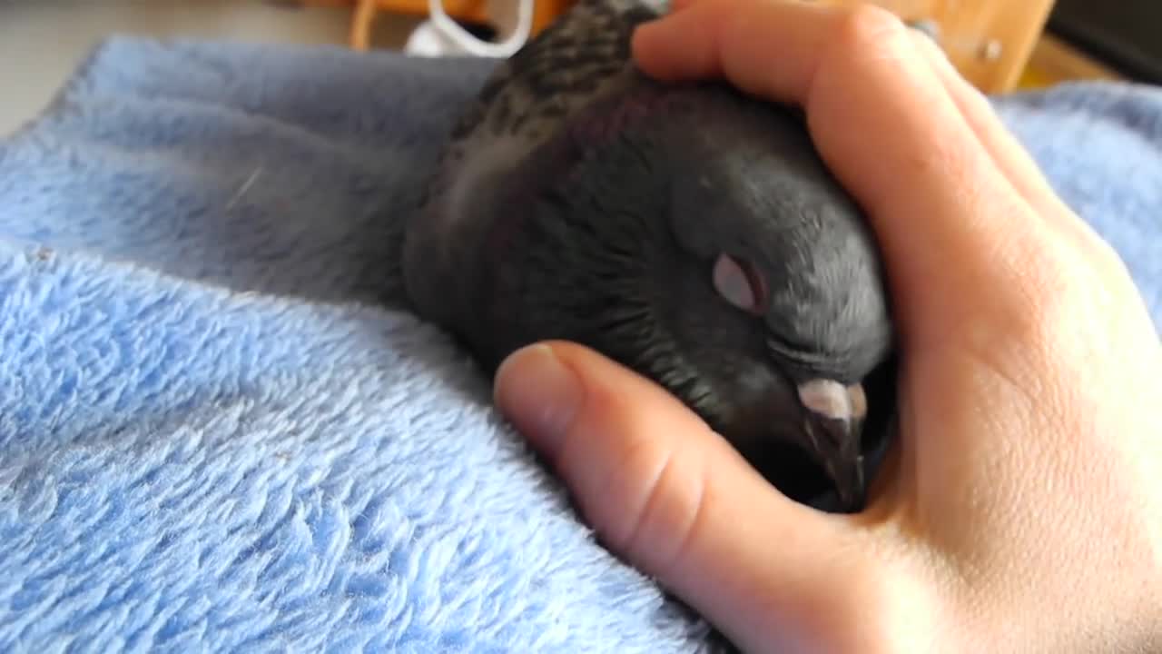 Making Pet Pigeon