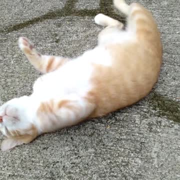 Cat Lying on the Ground And Playing