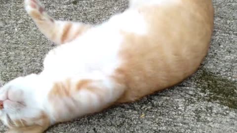 Cat Lying on the Ground And Playing