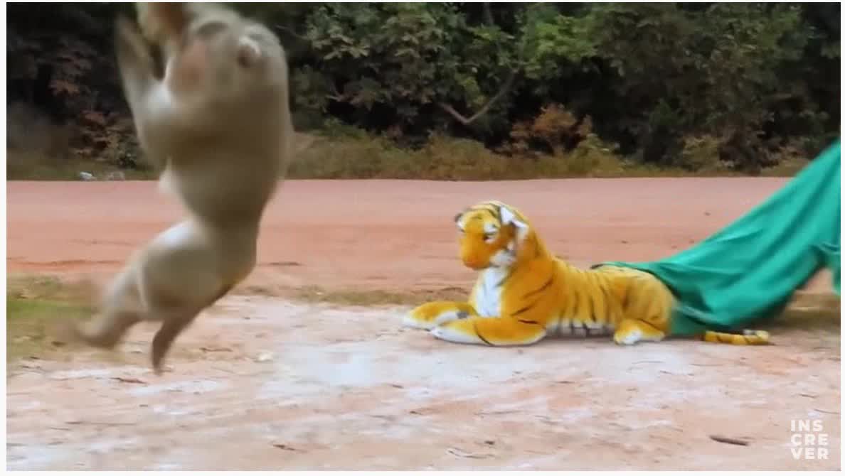 😲 Prank: Fake Tiger Scares Monkeys and Dogs, Try not to laugh.😄