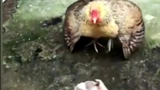 cock attack