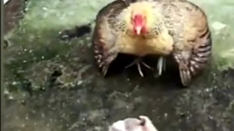 cock attack