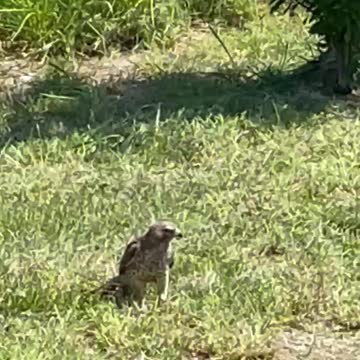 Feeding hawk an anole