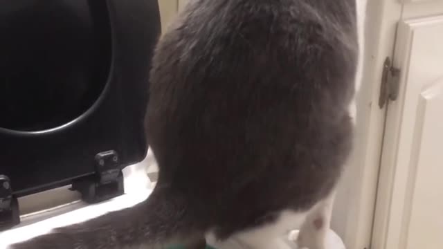 Educated Cat :P