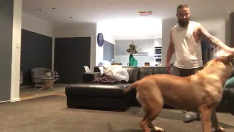 South African Mastiff playing