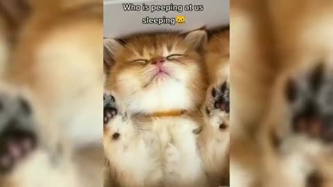 Funny Cats Compilation for you