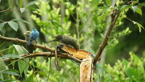 Beautiful birds 🐥🕊️🦜