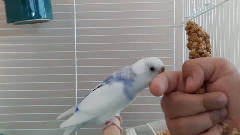 Birb putting fut on finger eating millettt