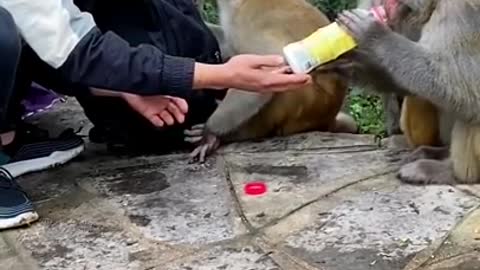 #viral#tranding#monkey#video 97