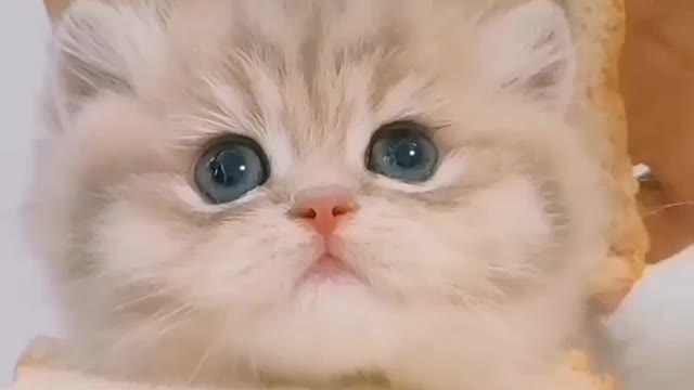 Cute cat video