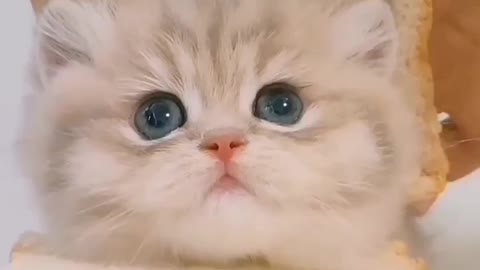 Cute cat video