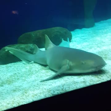 Enjoy that huge shark