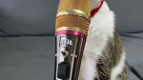 Cat Nice Voice 🤣🤣🐾🐾