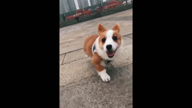 Cute Baby Animals Videos Compilation ♥ Best Funny Pets clips