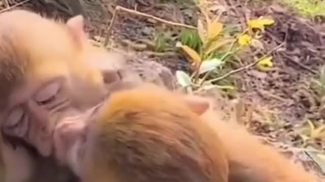 Baby Monkey And monkey 😘Kiss😘 Funny Video 🐒❤Chumma Chumma Monkey🐒❤