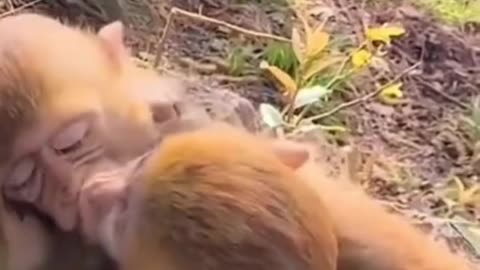 Baby Monkey And monkey 😘Kiss😘 Funny Video 🐒❤Chumma Chumma Monkey🐒❤