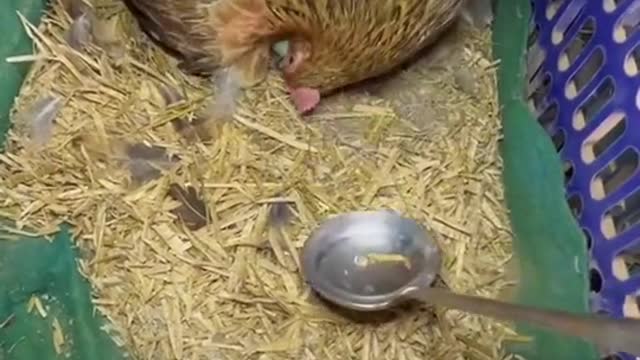 Hen don't want to give her EGES/cute but emotional video