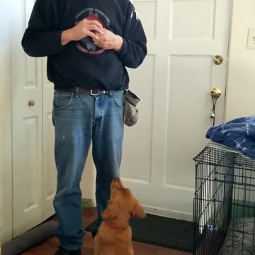 Today Mel was introduced to the Stay cue. She learned the 5 Fuzzy trail Game.