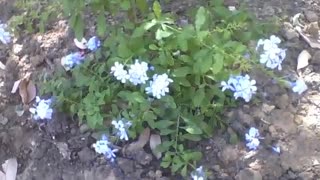 Beautiful blue flowers in the park, they are small but pretty! [Nature & Animals]