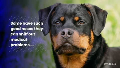 10 Amazing Facts About Dogs