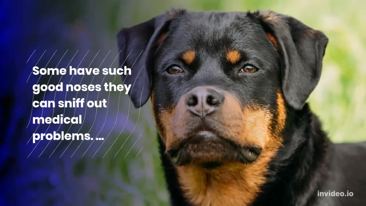 10 Amazing Facts About Dogs