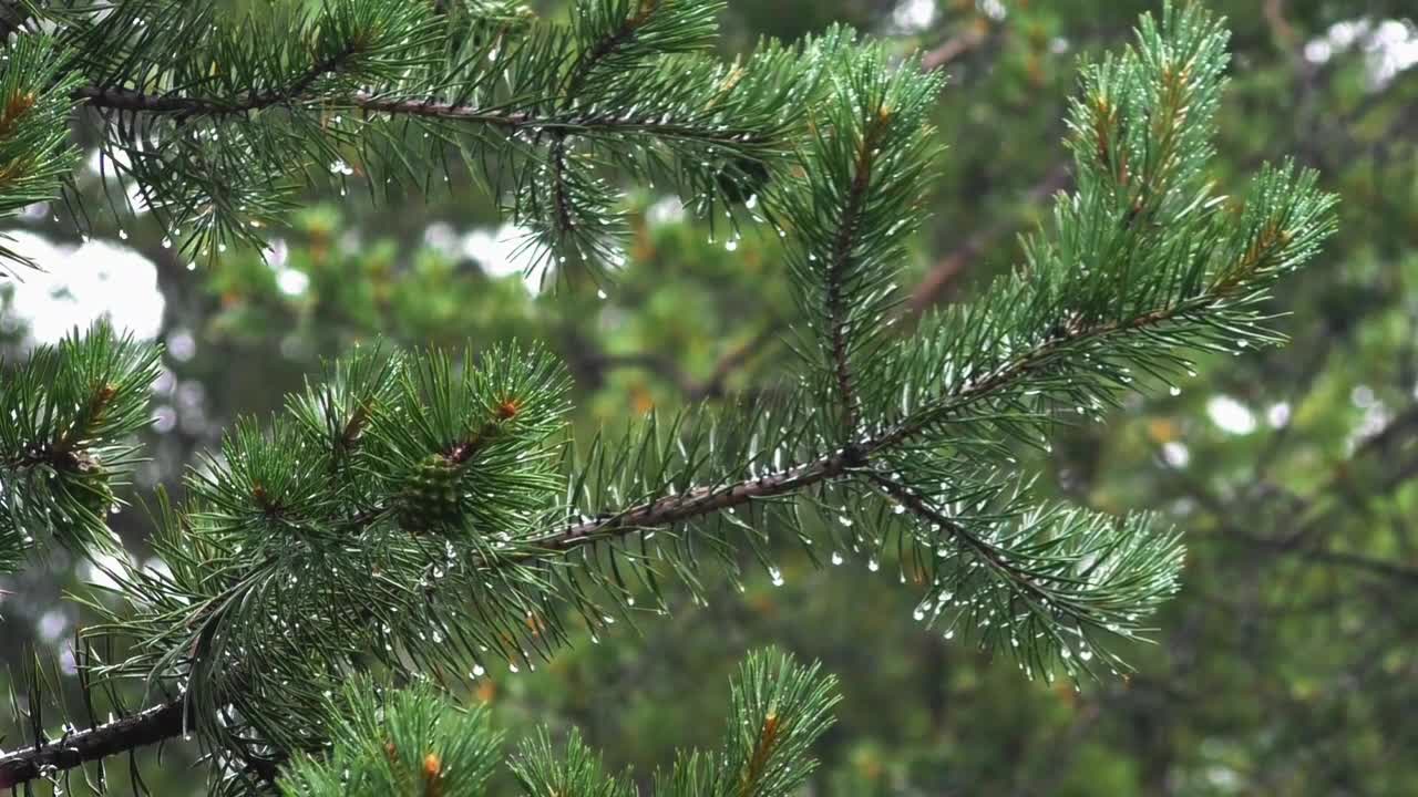 Singing birds and the sound of rain for relaxation and sleep.Singing birds.