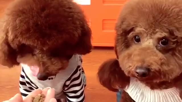 obedient little teddy