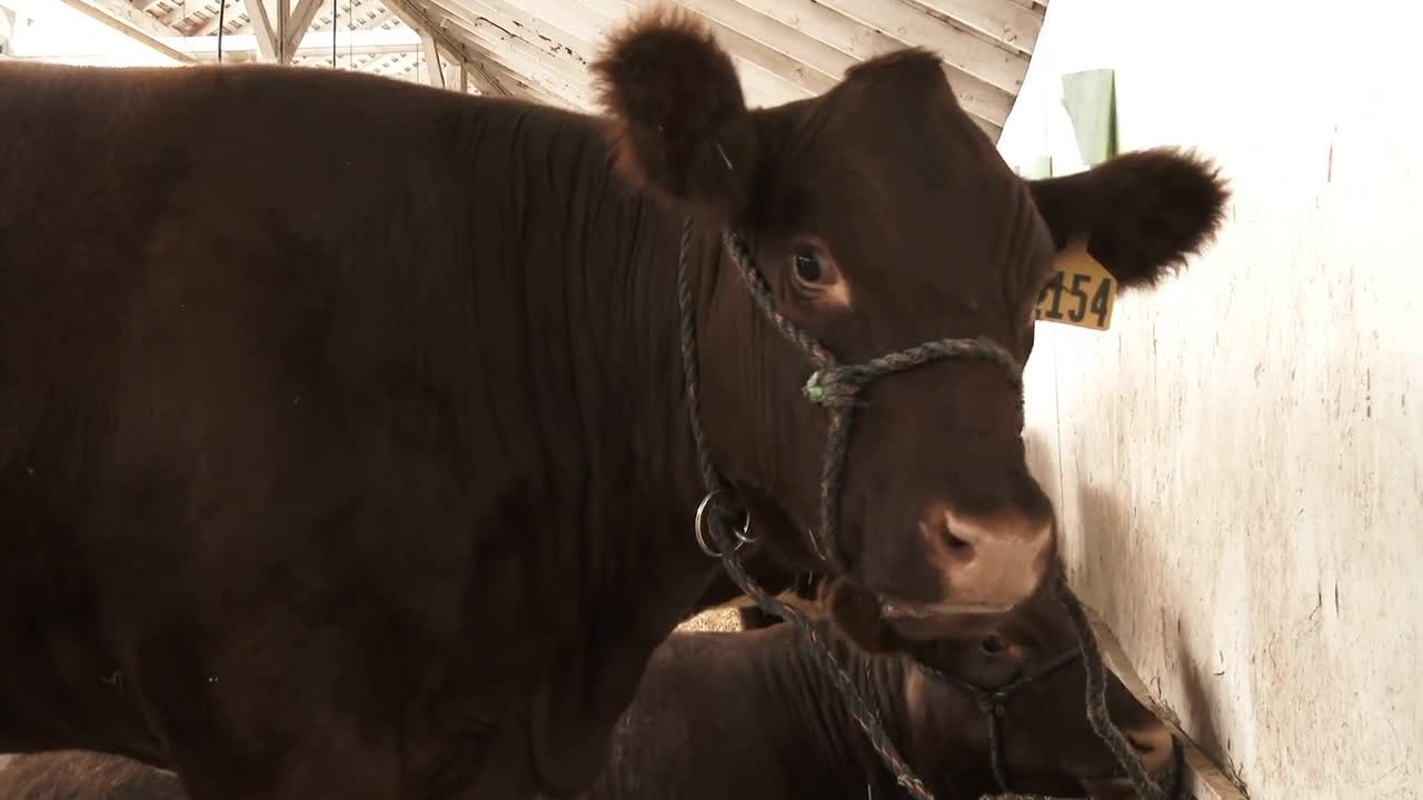 Big Brown Cow In Barn