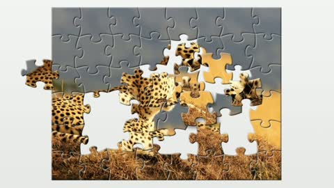 Puzzle. Predator Cheetah.