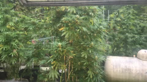 Today: left hand side 👋🏿 Corruption and stupidity go hand in hand marijuana grow p final