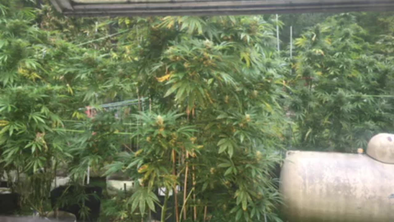 Today: left hand side 👋🏿 Corruption and stupidity go hand in hand marijuana grow p final