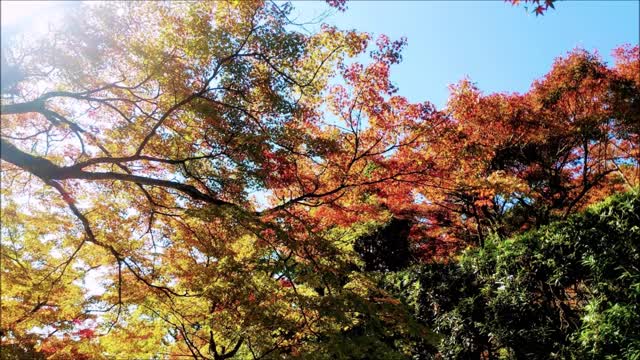 深秋 （九年庵の紅葉）momiji kunennann