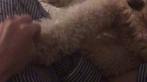 White dog wanting owners hand to touch its paw