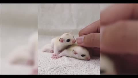 Flying Sugar Gliders - Cute!