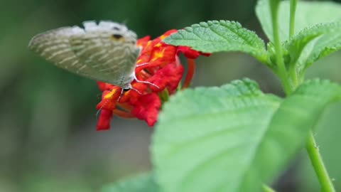 Beautiful hd video#butterfly