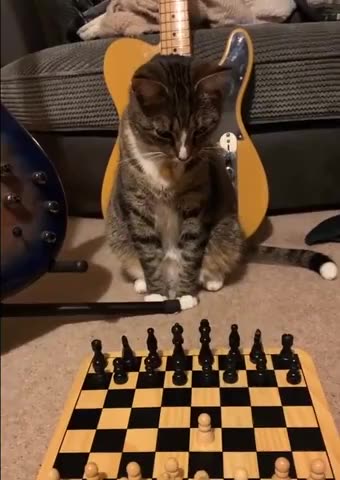 Chess Grandmaster Kitty 🤣😂