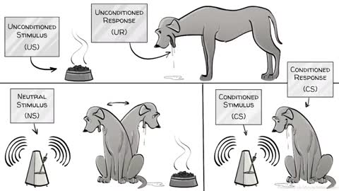 Classical conditioning for dogs.