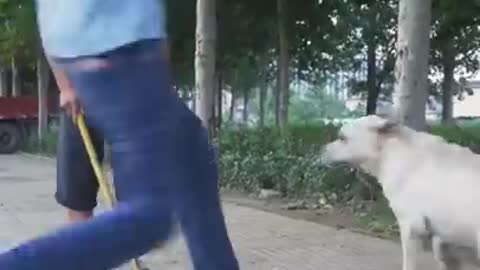 Dog Saves Blind Mans Life