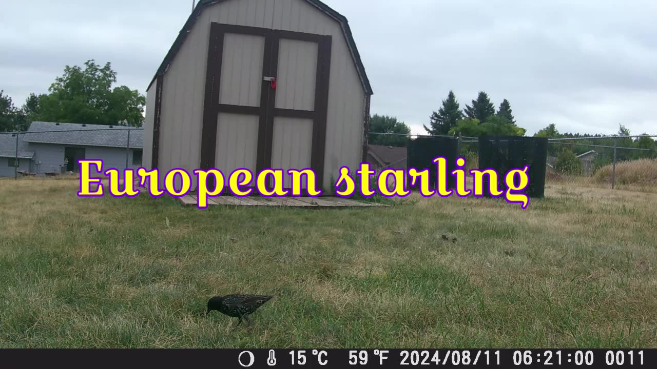 European starling