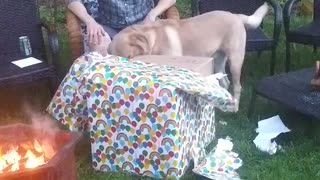 Dog (Cap) Opens Gift in Fairfax - Part2