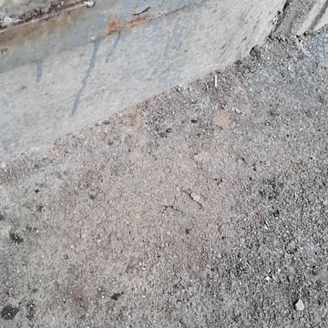 Kittens on the street