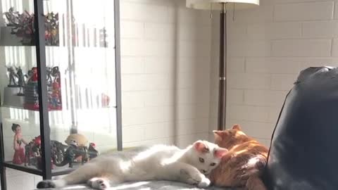 White cat playing with orange cats tail