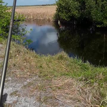 No Alligators for me, I will try another spot, only to find more Gators. :)