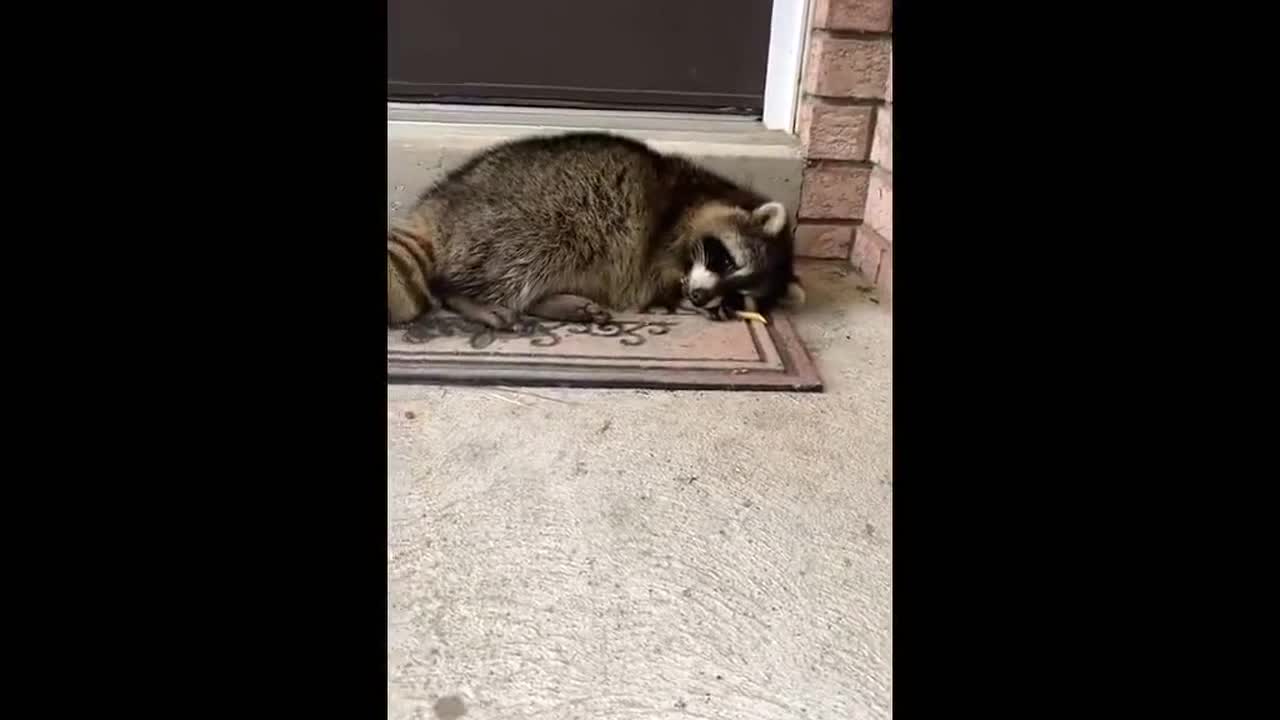 Raccoon has french fry food coma and sleeps on woman's porch!