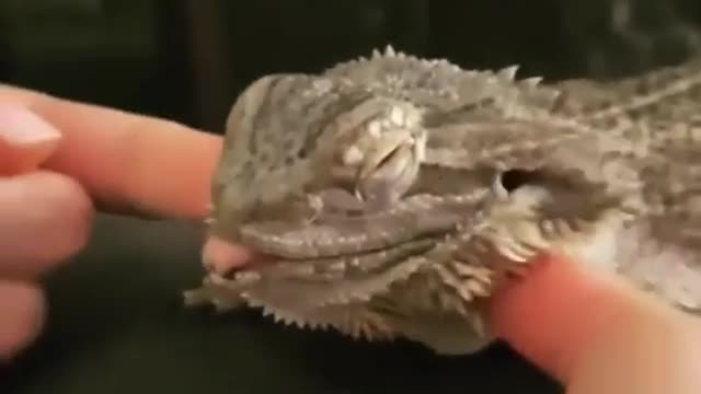 A lizard like being spoilt