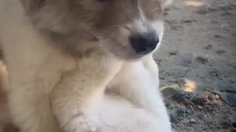 Cute puppy 🐶